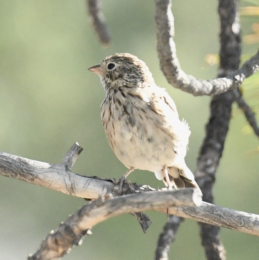Vesper Sparrow - ML600309061