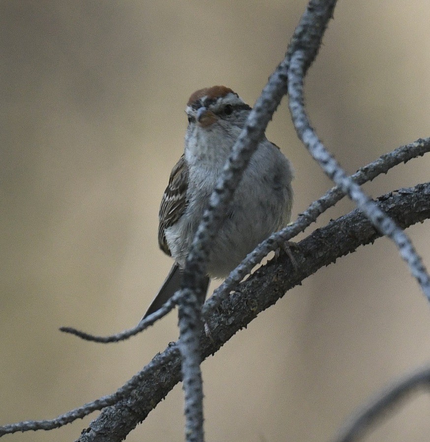 Chipping Sparrow - ML600309221