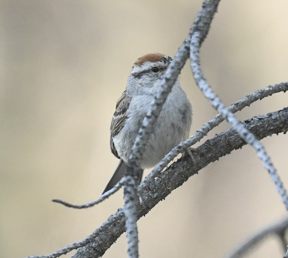 Chipping Sparrow - ML600309261