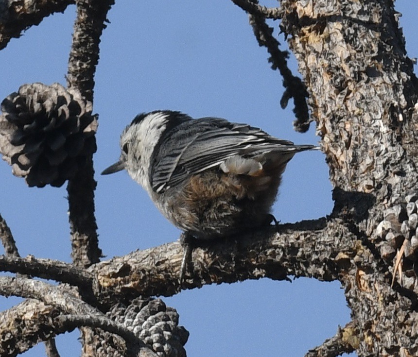 White-breasted Nuthatch - ML600309481