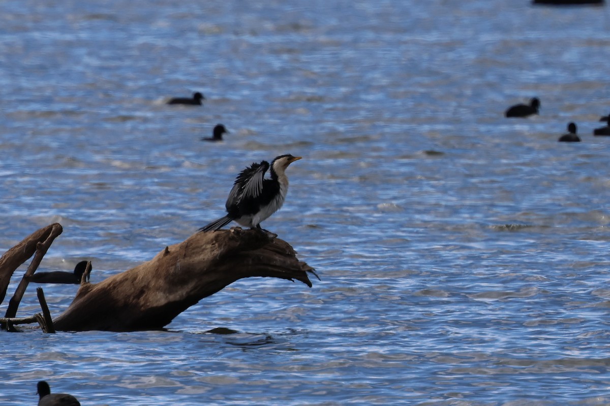 Cormorán Piquicorto - ML600312161