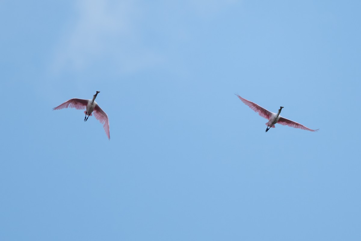 Roseate Spoonbill - Frank Farese