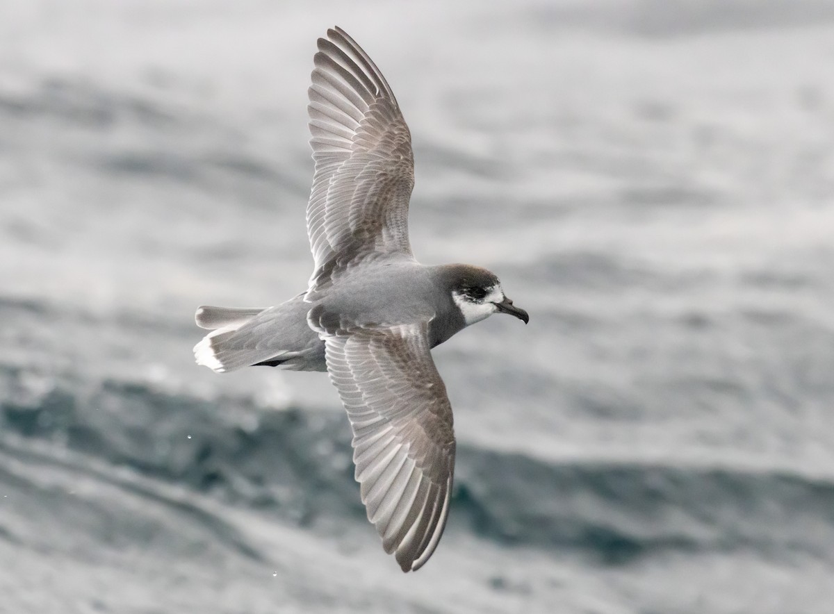 Blue Petrel - Jacob Crisp