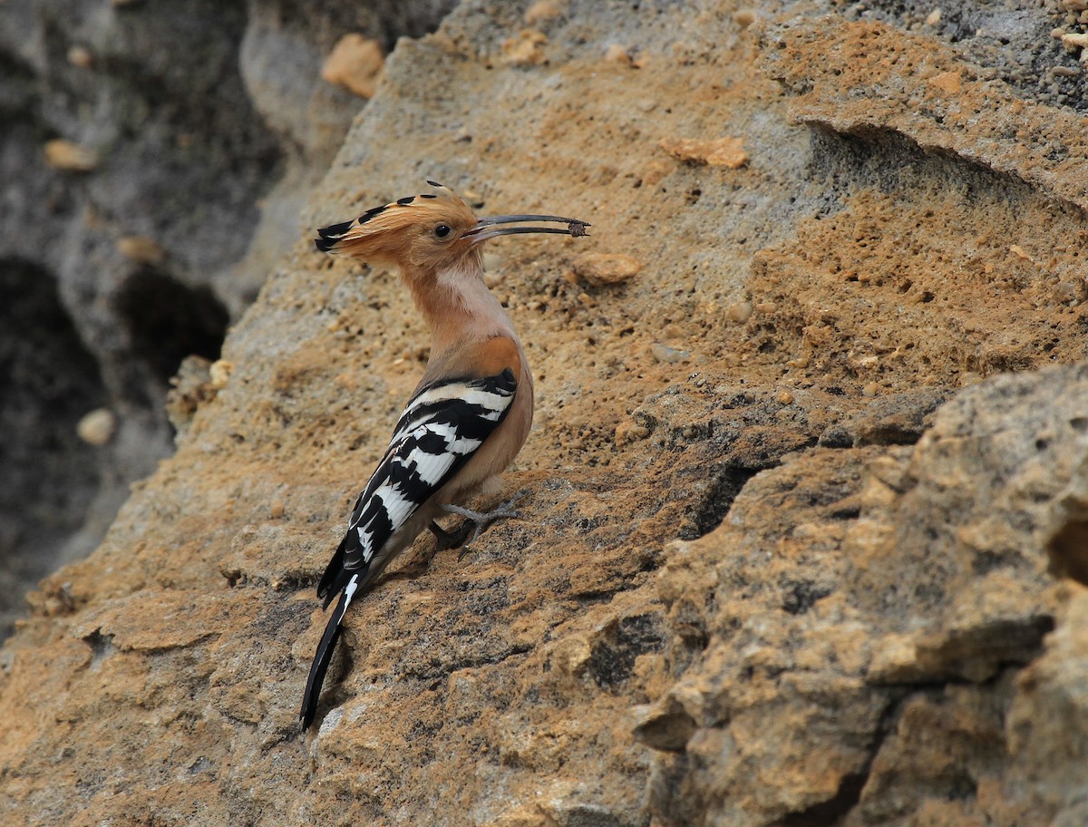 Madagascar Hoopoe - Lyann Comrack