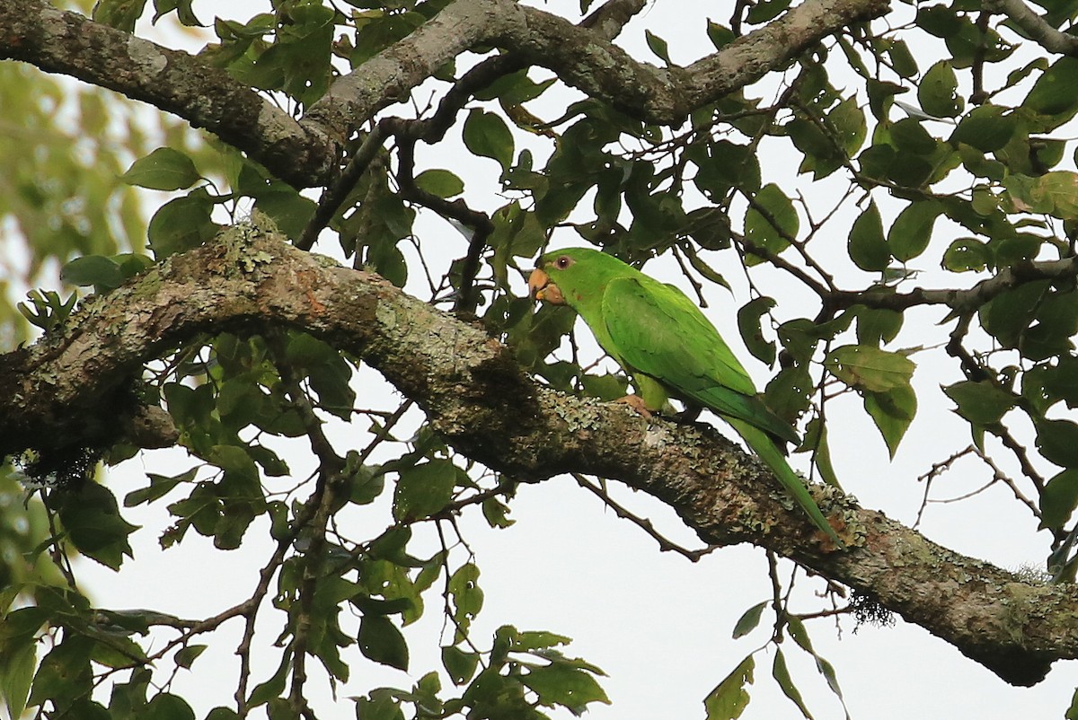 Pacific Parakeet - ML60031371