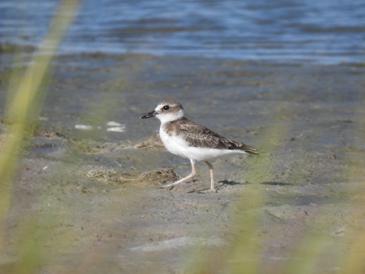 Wilson's Plover - Nathan Wahler