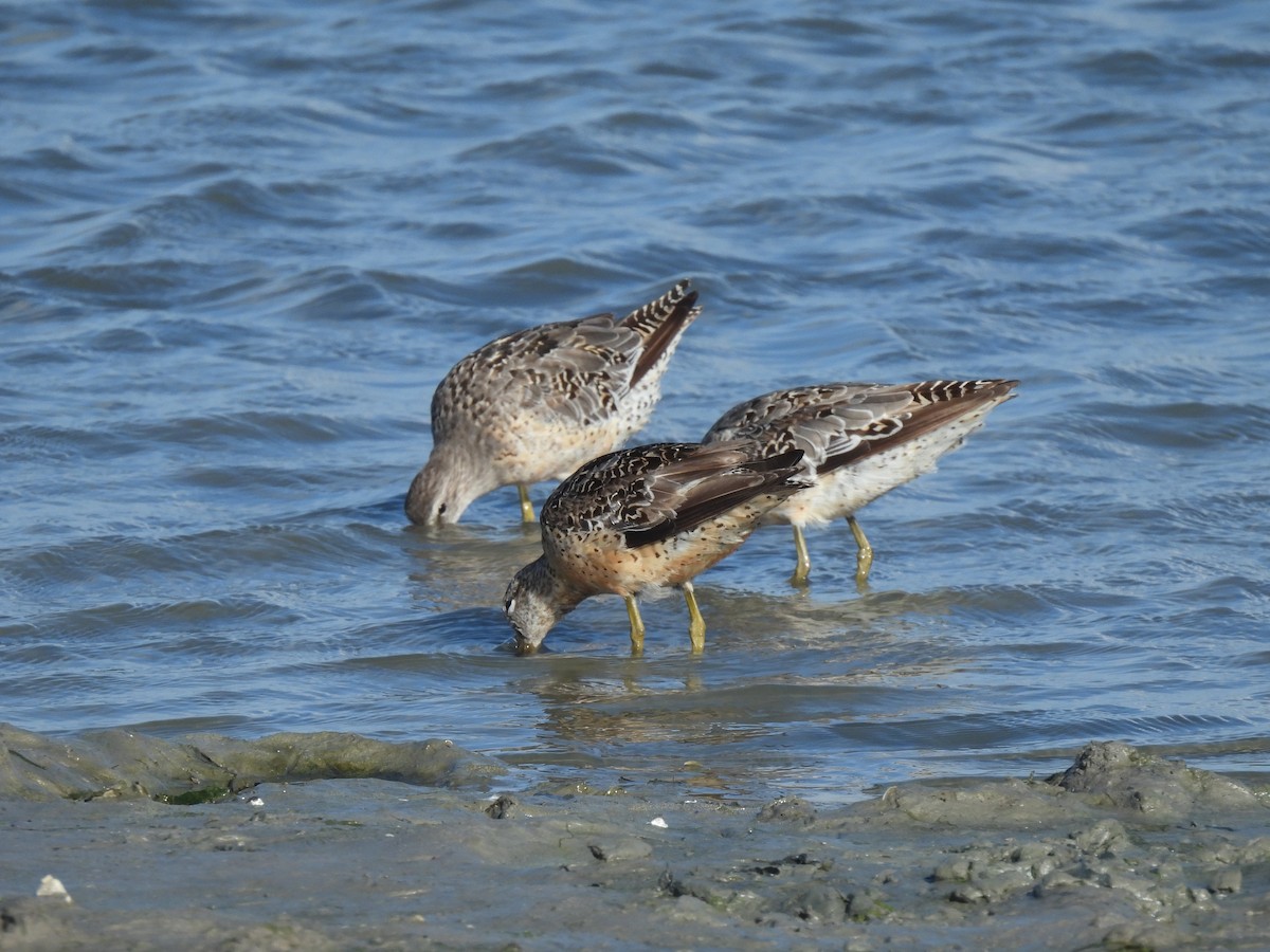 Short-billed Dowitcher (hendersoni) - ML600314111