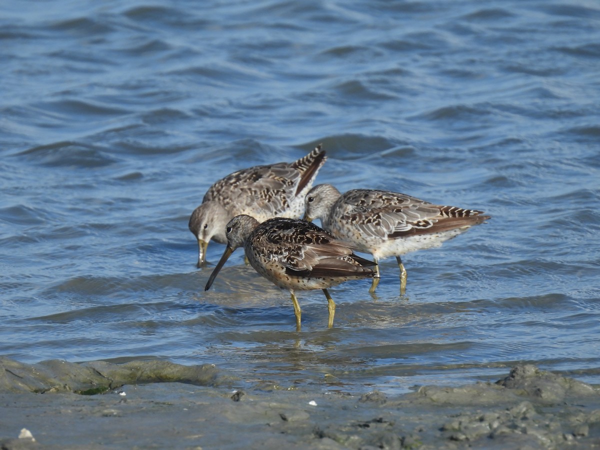 Short-billed Dowitcher (hendersoni) - ML600314121