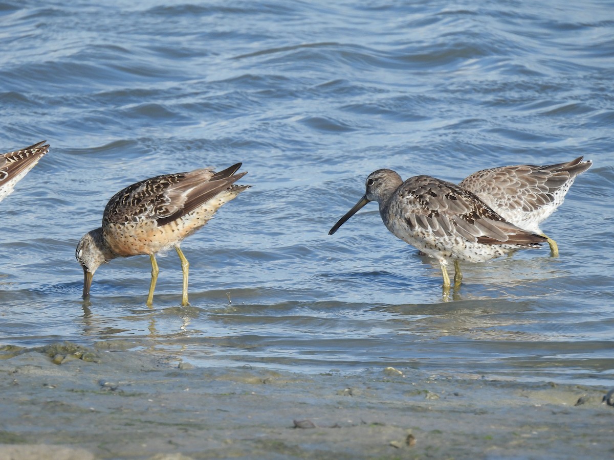 Short-billed Dowitcher (hendersoni) - ML600314131