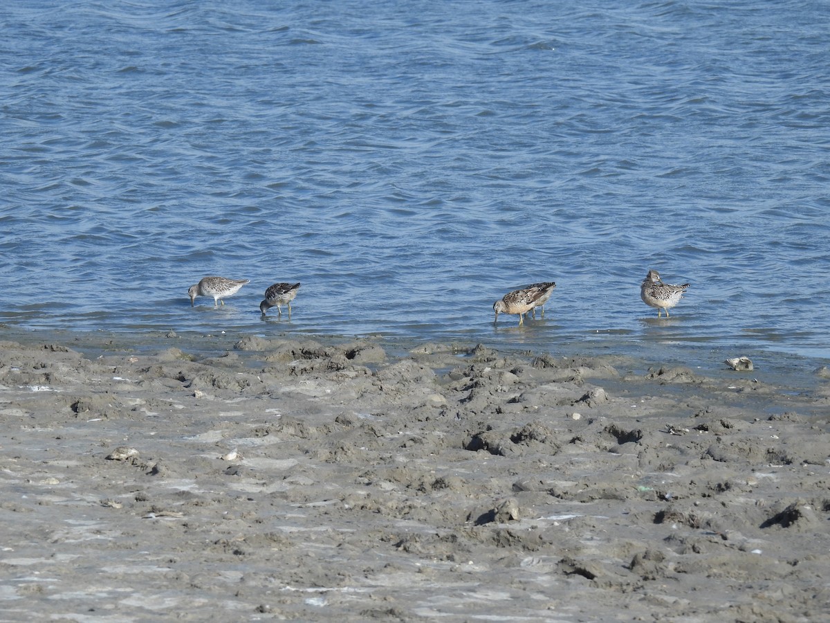 Short-billed Dowitcher (hendersoni) - ML600314141