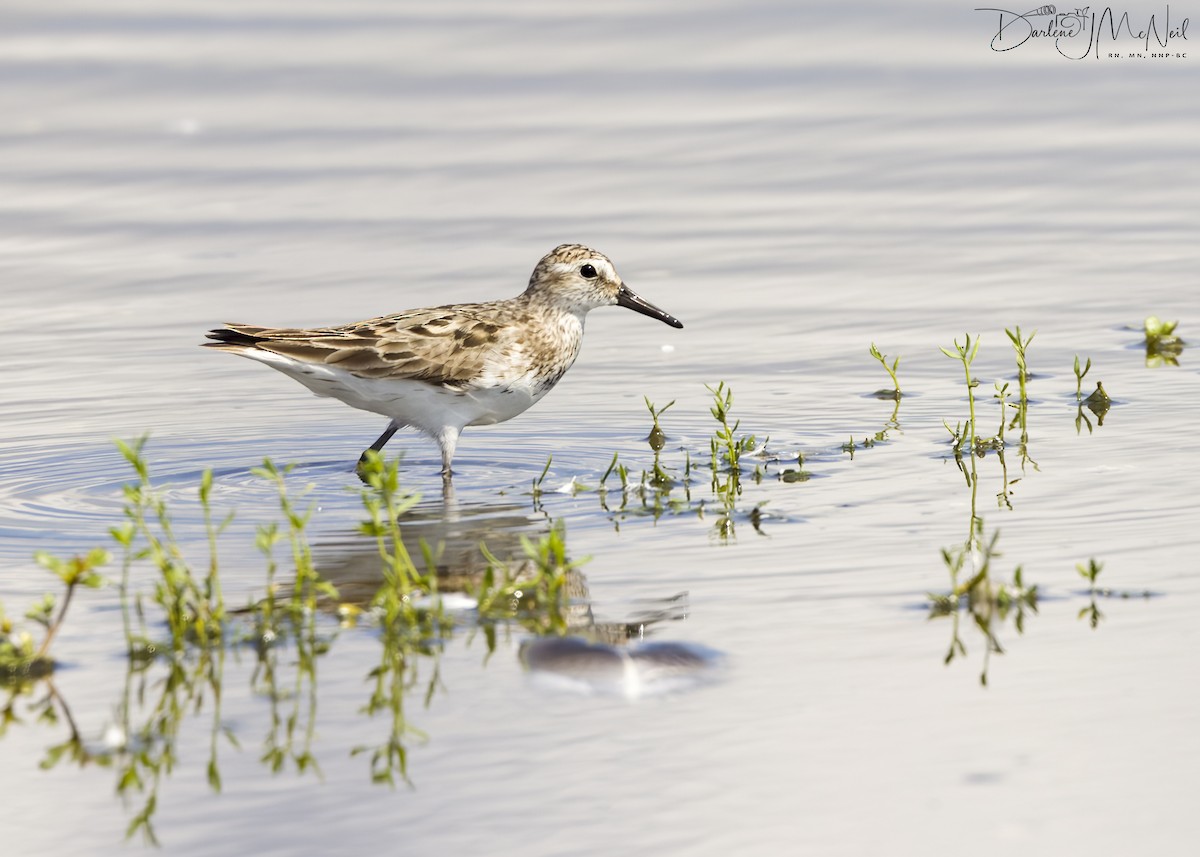 Semipalmated Sandpiper - Darlene J McNeil