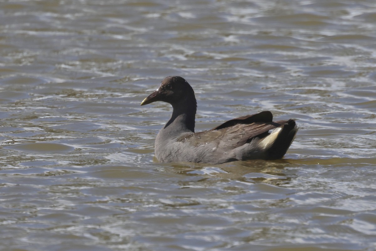 Dusky Moorhen - Dennis Devers