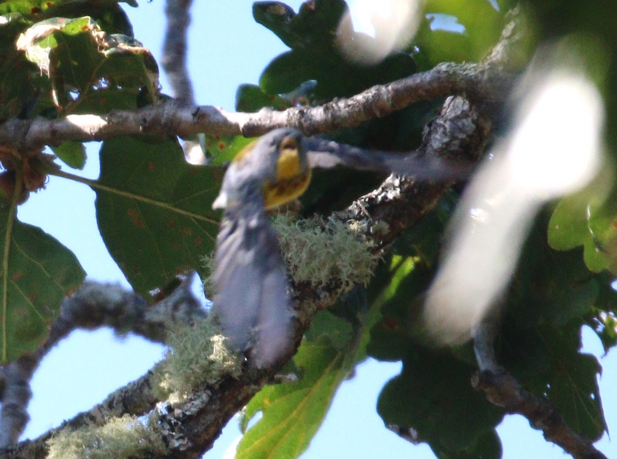 Northern Parula - ML600317101