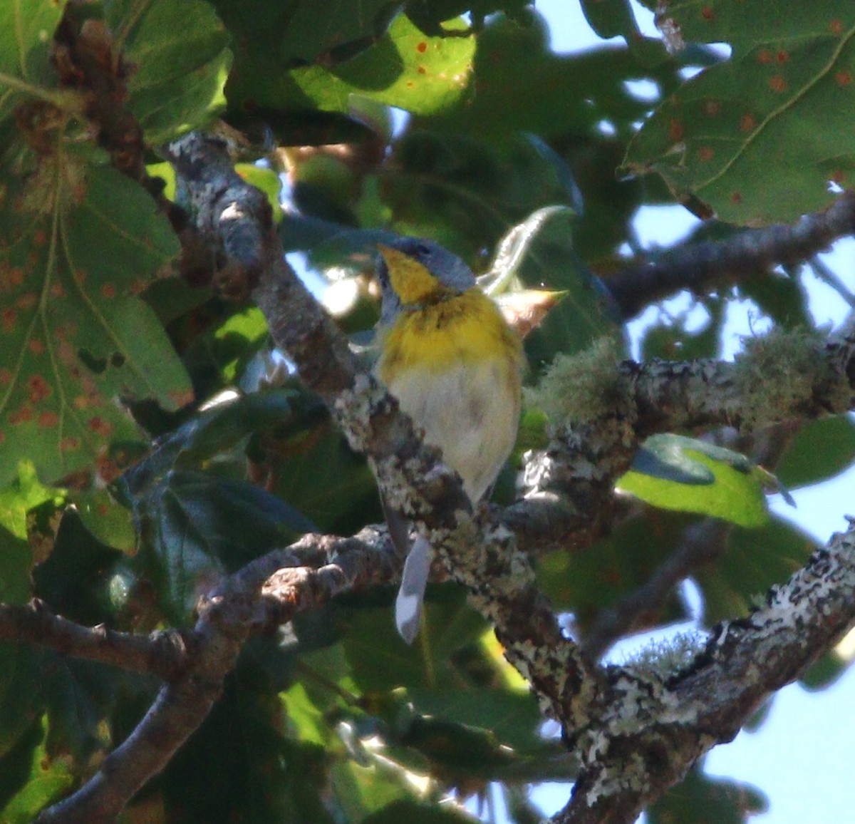 Northern Parula - ML600317111