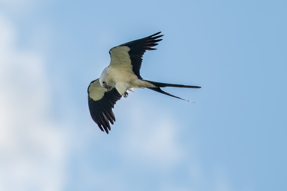 Swallow-tailed Kite - Frank Farese