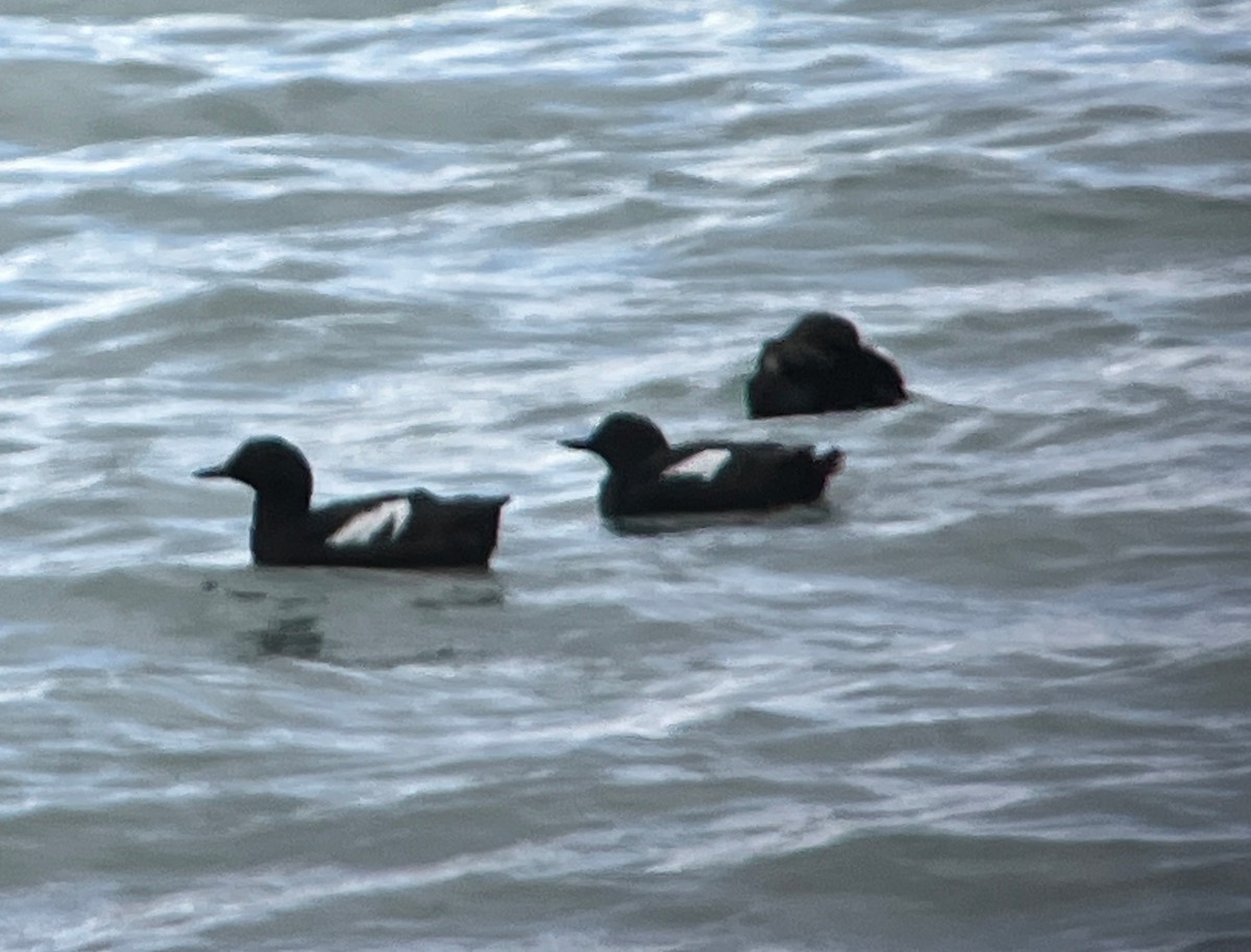 Pigeon Guillemot - ML600318031