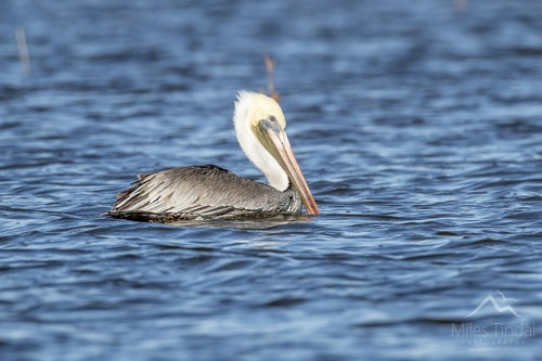 Brown Pelican - Miles Tindal