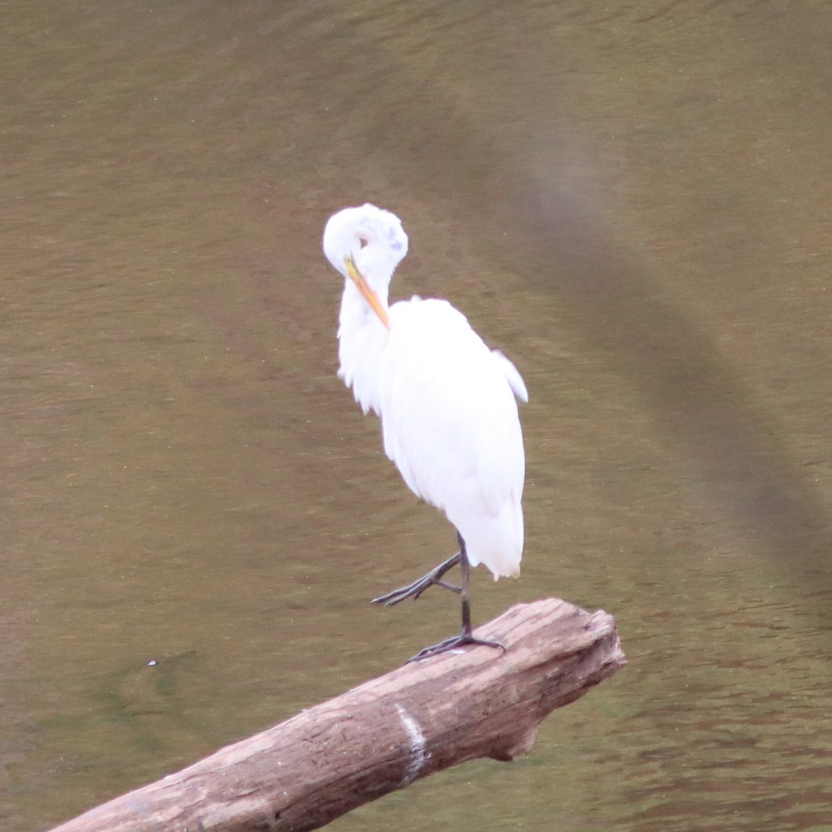 Great Egret - ML600319541