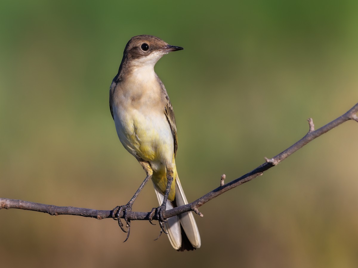 Western Yellow Wagtail - ML600319661