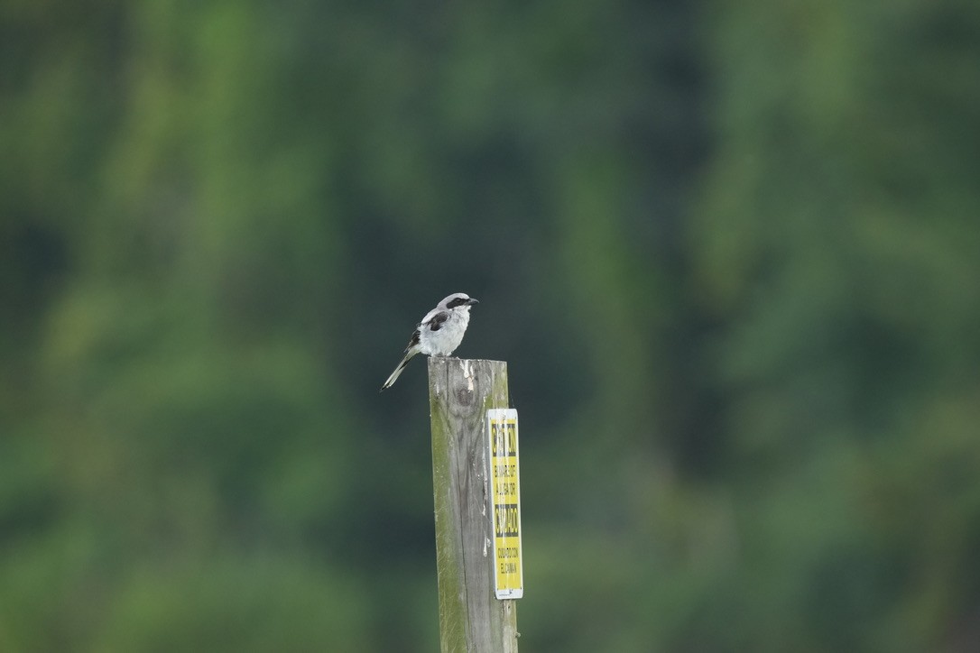 Loggerhead Shrike - ML600321091