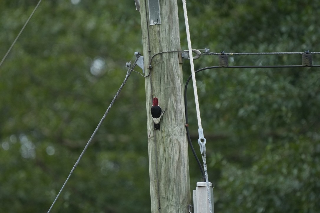 Red-headed Woodpecker - Todd DeVore
