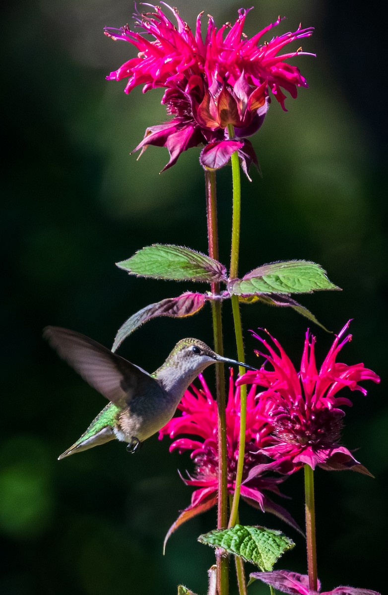 Ruby-throated Hummingbird - Michelle Puplava
