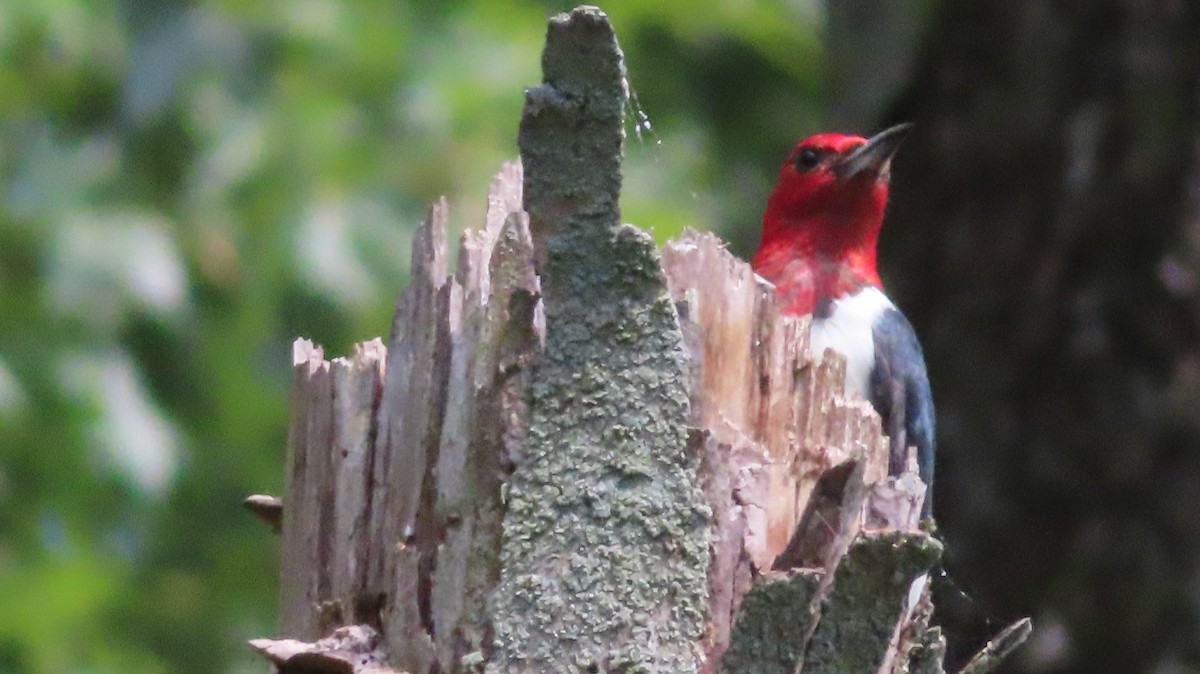 Red-headed Woodpecker - ML600322401