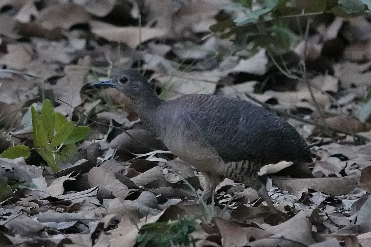 Undulated Tinamou - Simon Pearce