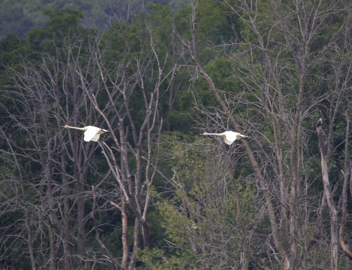 Trumpeter Swan - ML600324641