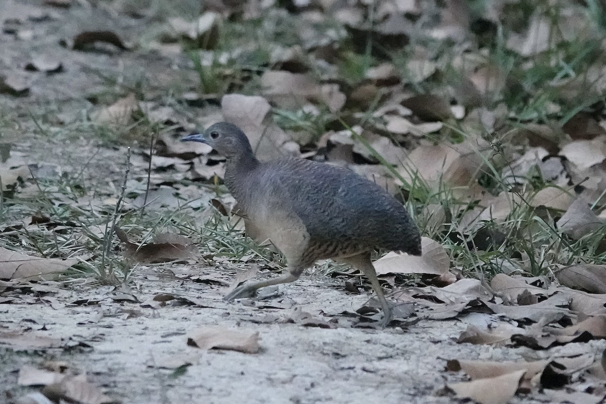 Undulated Tinamou - Simon Pearce