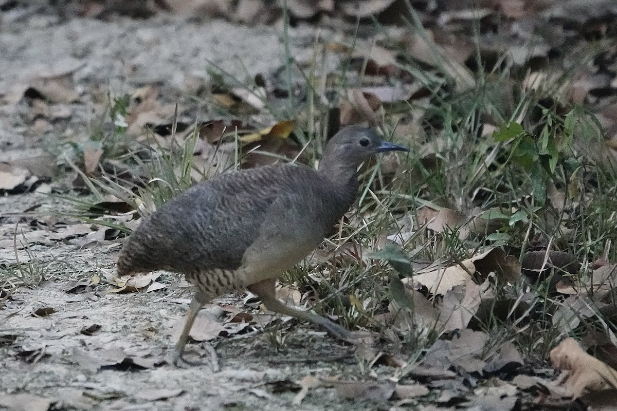 Undulated Tinamou - Simon Pearce