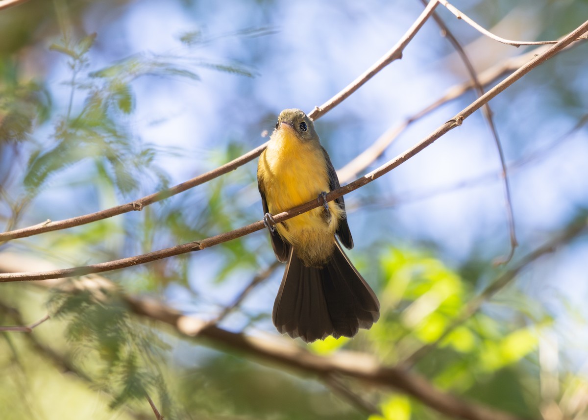 Black-tailed Flycatcher (Buff-rumped) - Silvia Faustino Linhares
