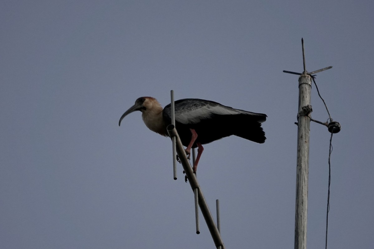 Buff-necked Ibis - ML600326401