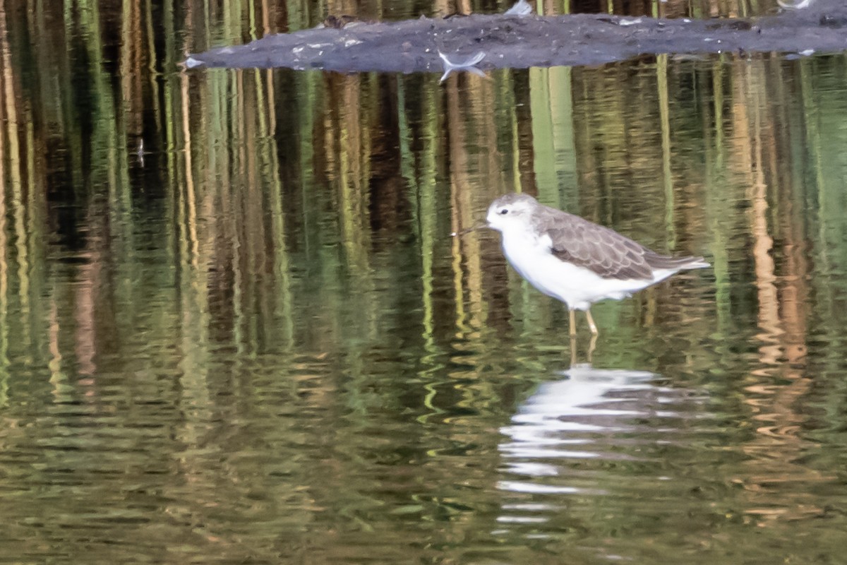 Marsh Sandpiper - ML600326661