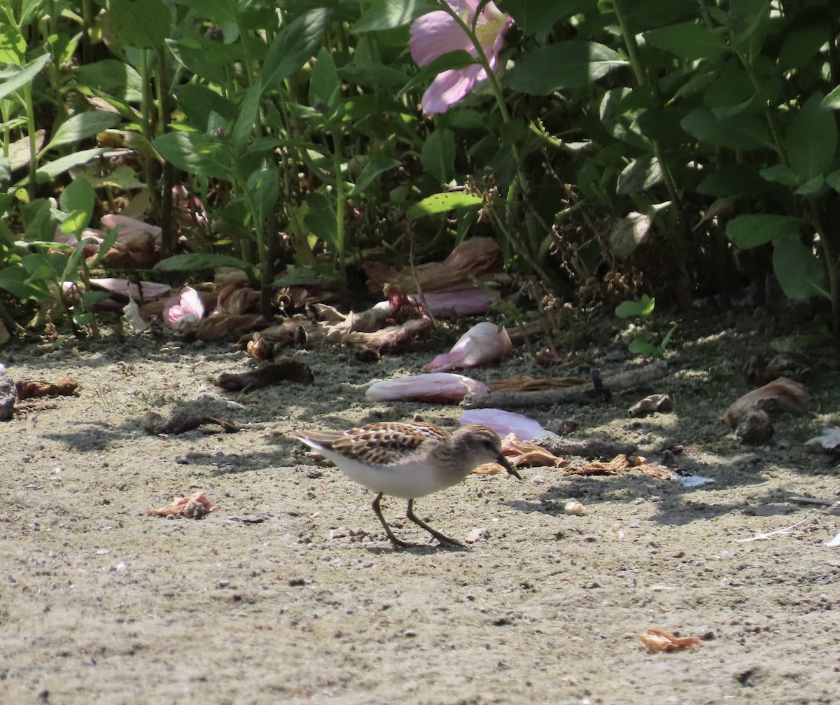 Least Sandpiper - ML600327841