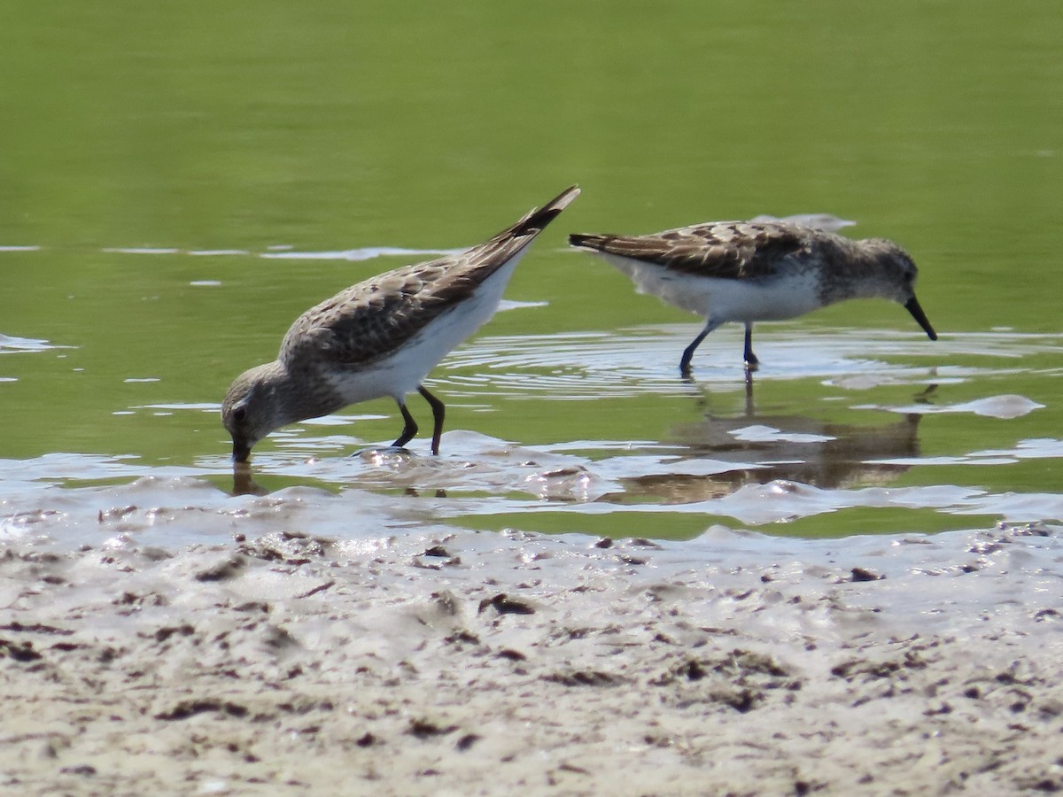 White-rumped Sandpiper - ML600327931