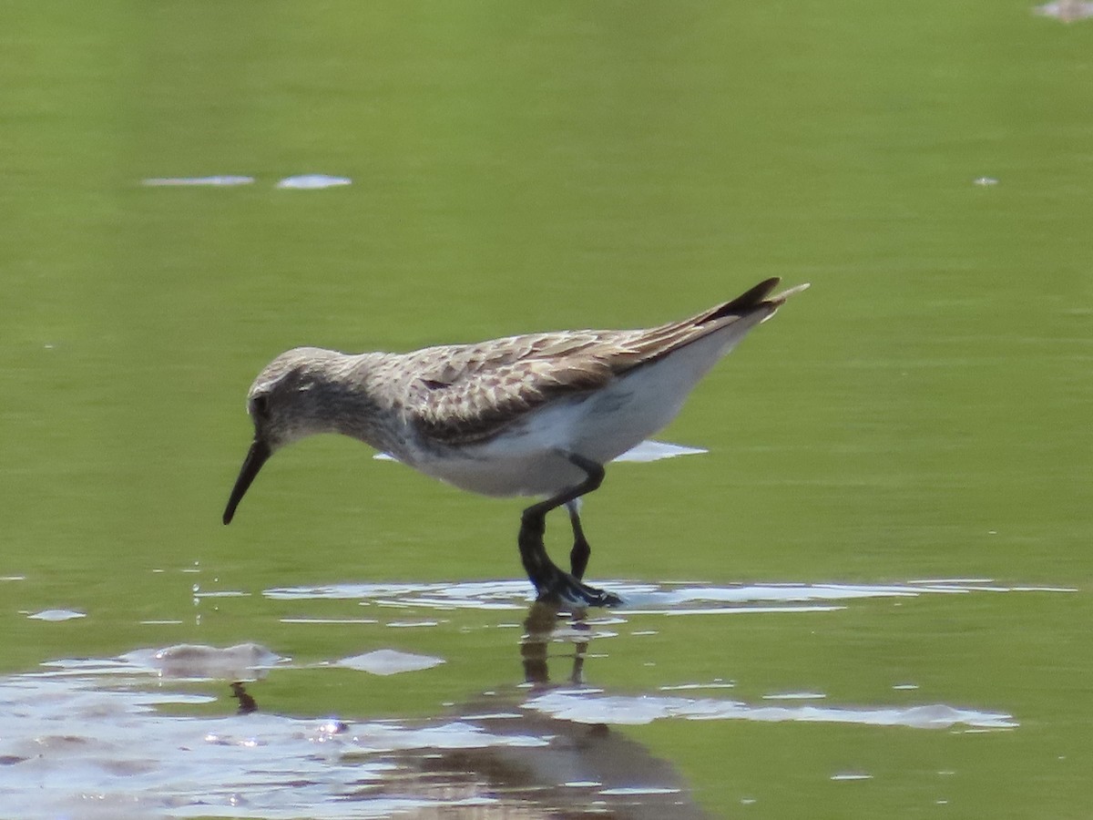 White-rumped Sandpiper - ML600327941