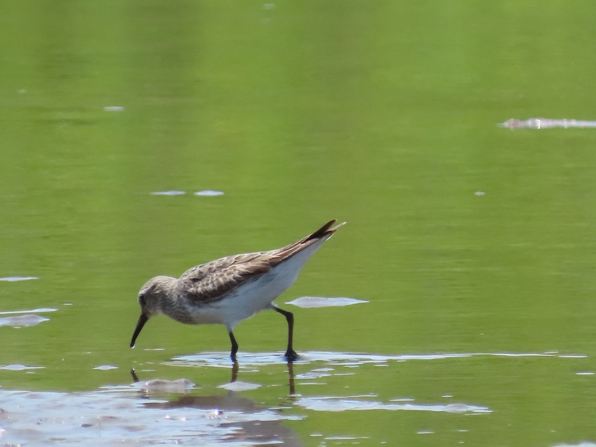 White-rumped Sandpiper - ML600327951