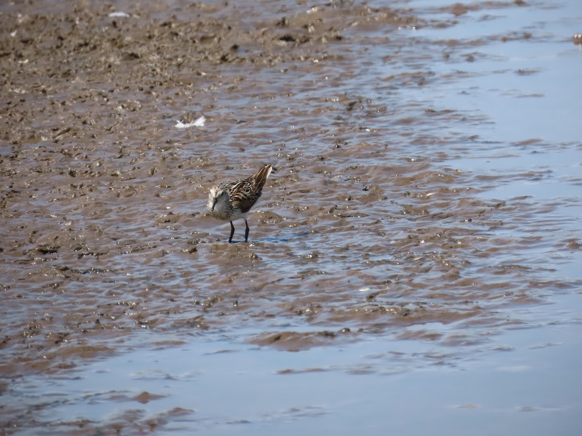 Semipalmated Sandpiper - ML600328101