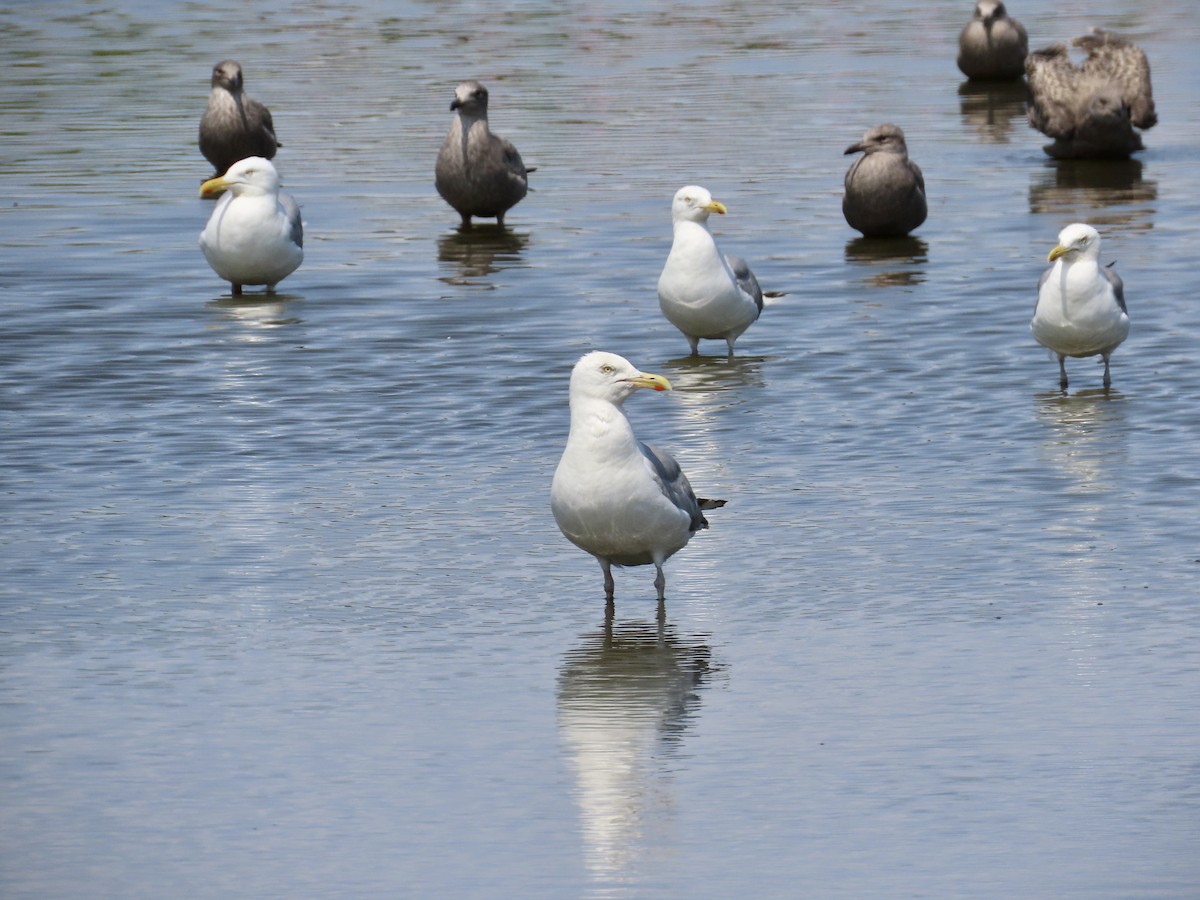 Herring Gull - ML600328221