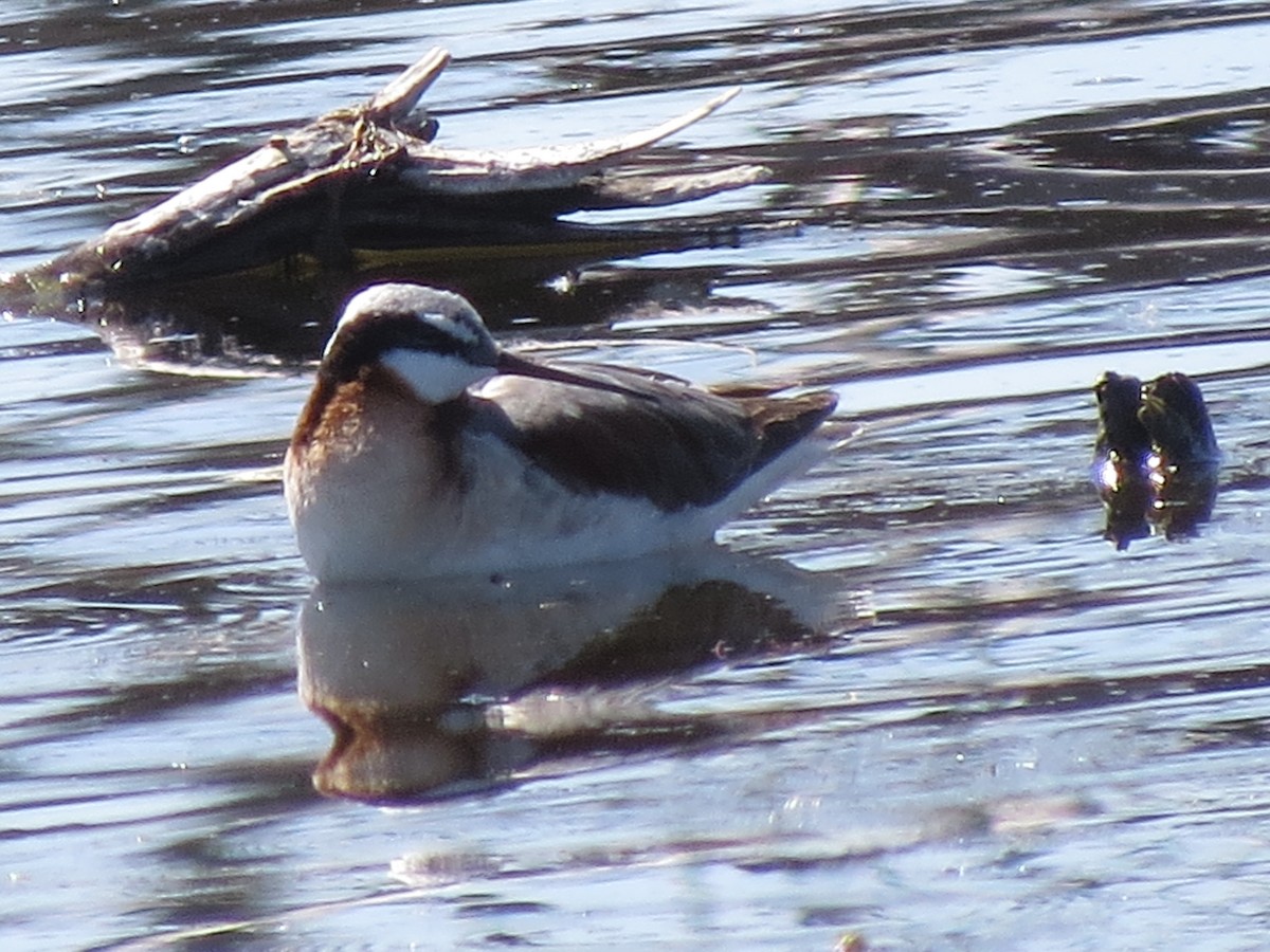 hvithalesvømmesnipe - ML60032901