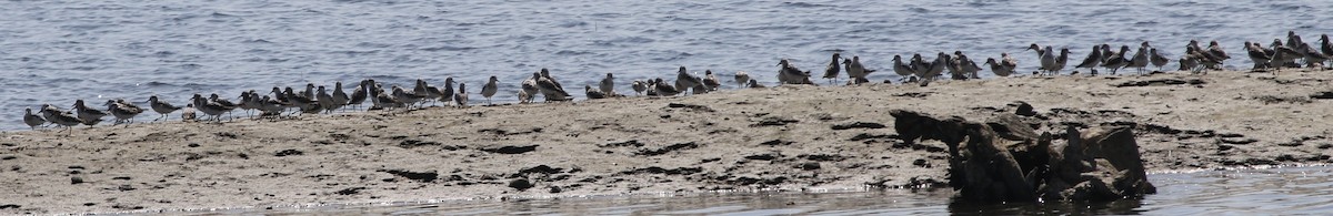 Bécasseau sanderling - ML600330381