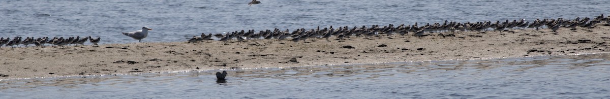 Bécasseau sanderling - ML600330391