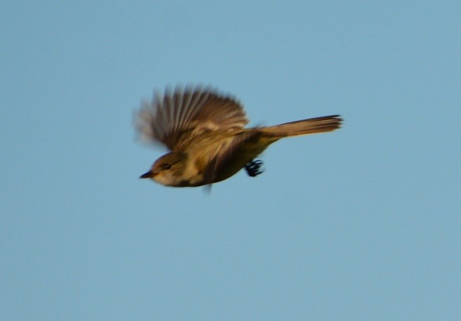 Willow Flycatcher - ML60033041