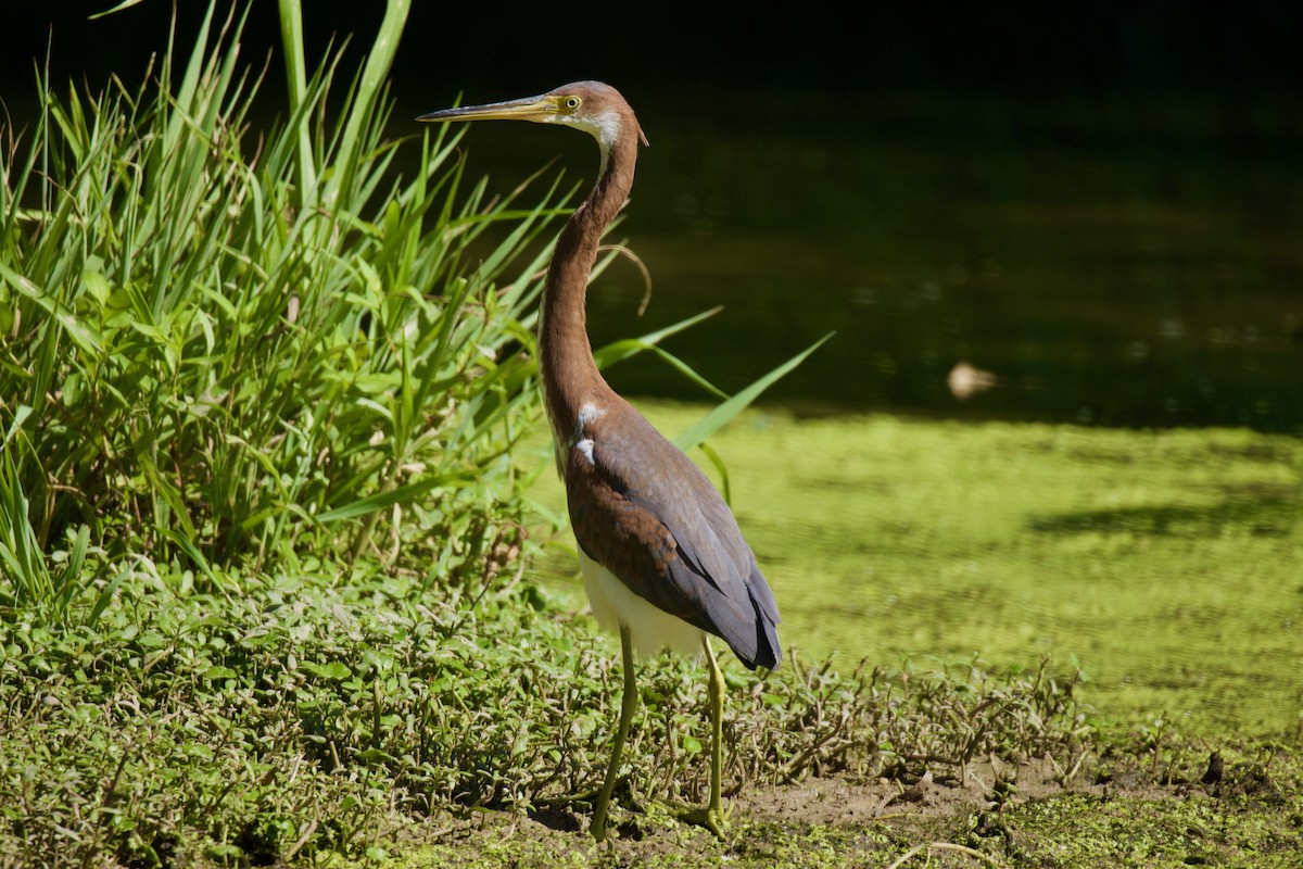 Tricolored Heron - Ardell Winters