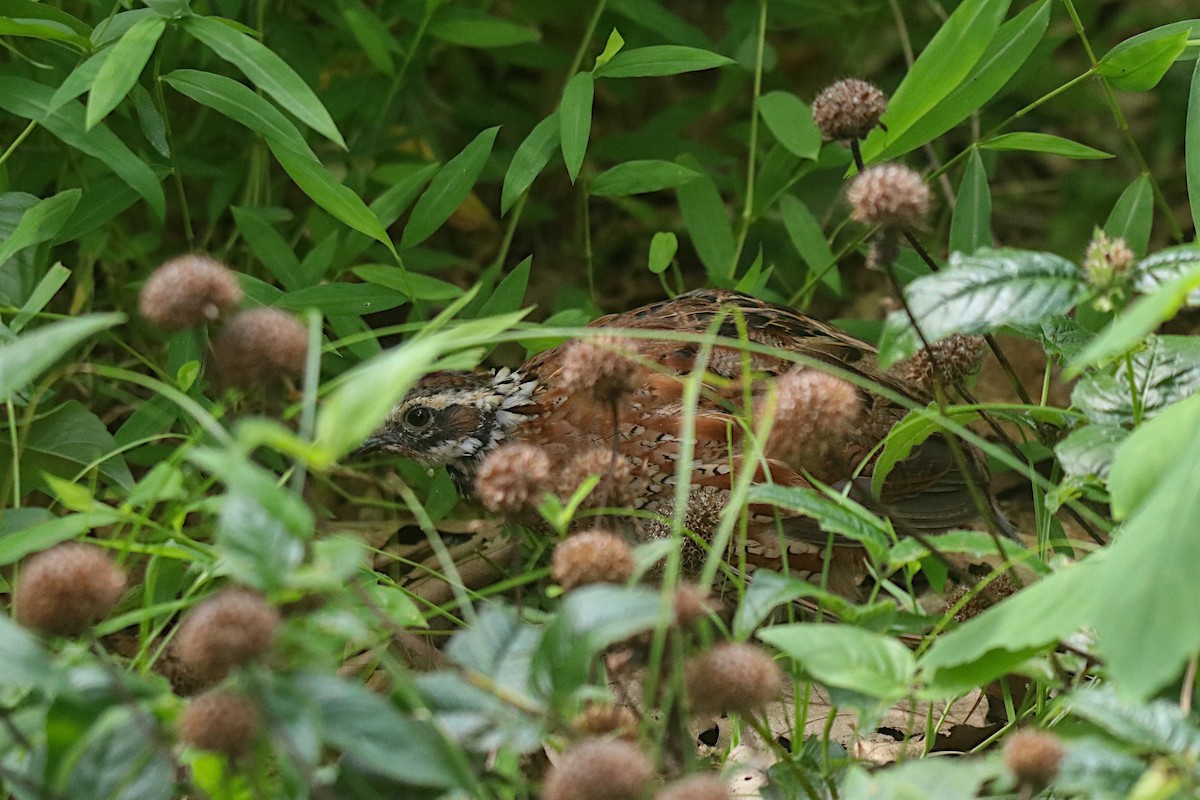 Northern Bobwhite - ML600332021