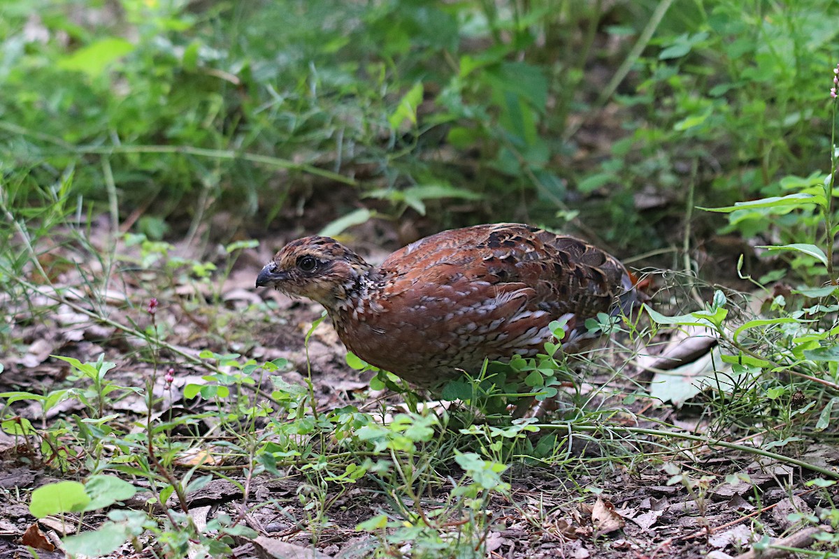 Northern Bobwhite - ML600332031