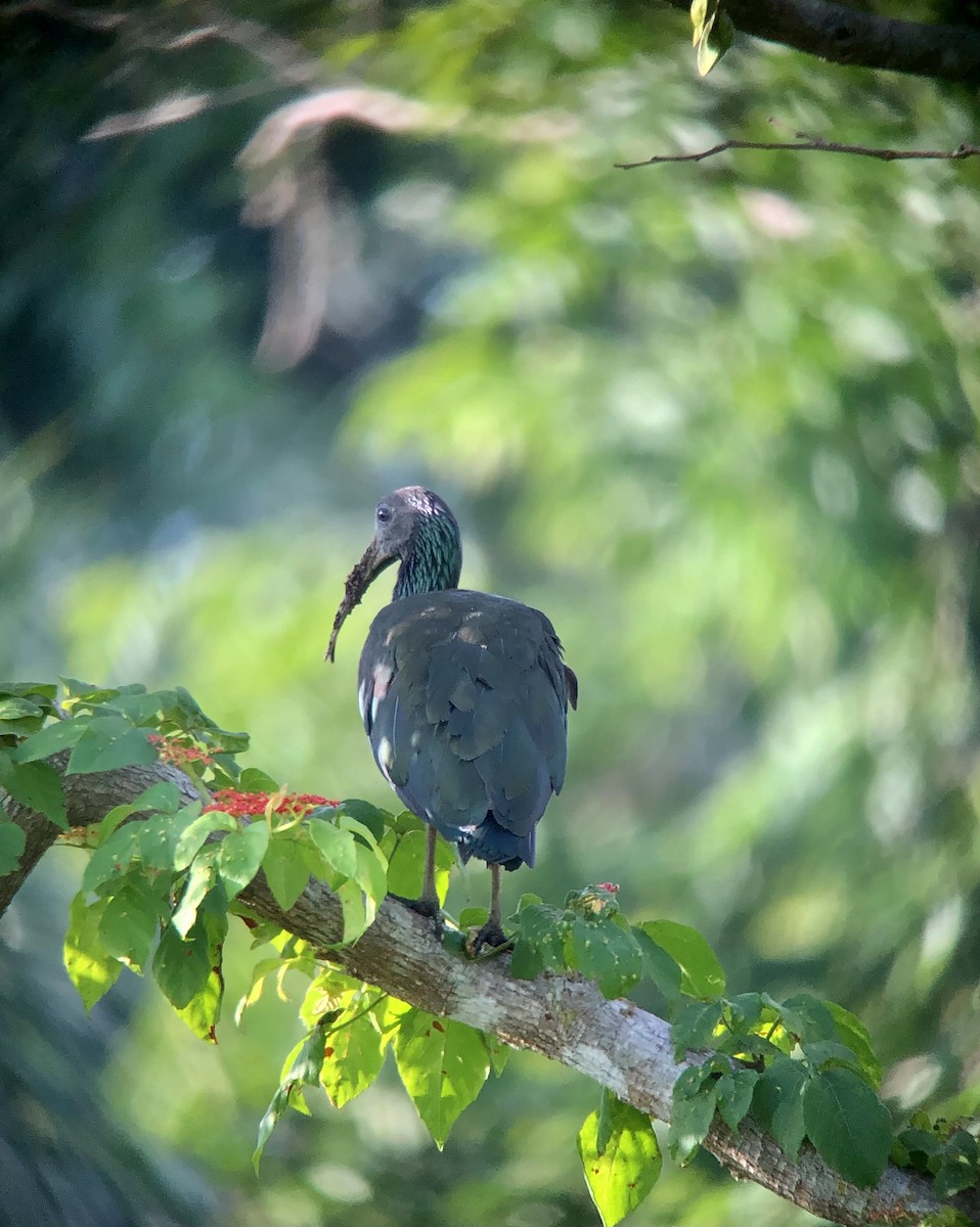 Green Ibis - ML600332051