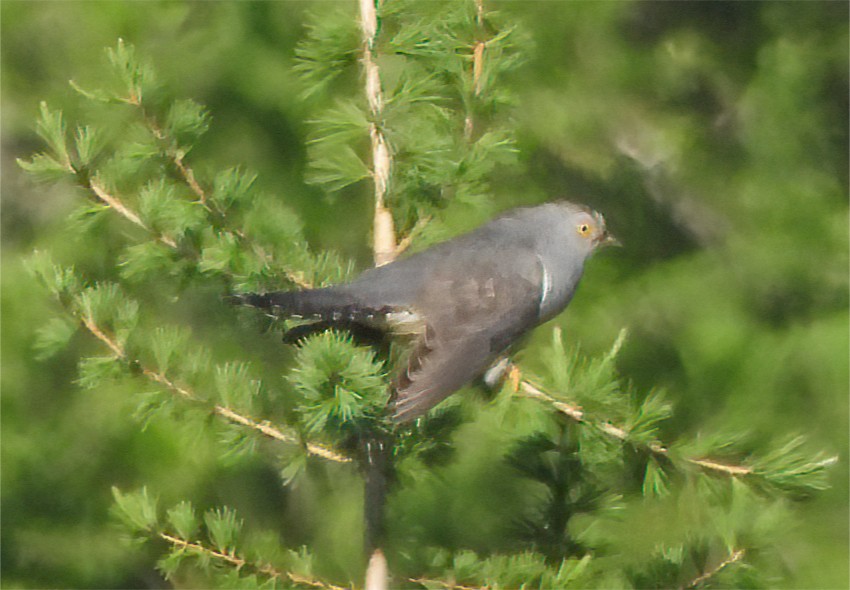 Oriental Cuckoo - ML600332091