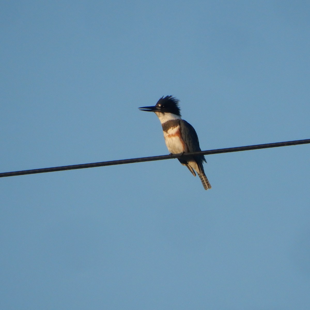 Belted Kingfisher - Mark Martucci